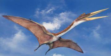 翼龙的资料,史前天空霸主，揭秘神秘翼龙世界